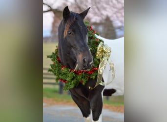 Quarter Pony, Wallach, 9 Jahre, 135 cm, Schecke