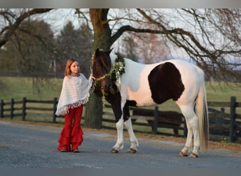 Quarter Pony, Wallach, 9 Jahre, 135 cm, Schecke