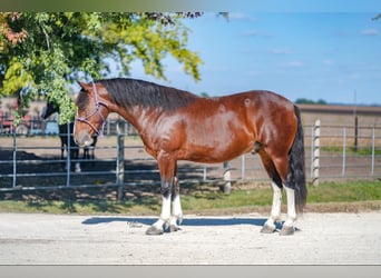 Quarter Pony, Wallach, 9 Jahre, 137 cm, Rotbrauner