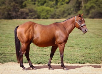 Quarter Pony, Wallach, 9 Jahre, 140 cm, Rotbrauner