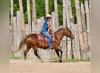 Quarter Pony, Wallach, 9 Jahre, 142 cm, Rotbrauner
