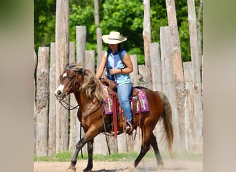 Quarter Pony, Wallach, 9 Jahre, 142 cm, Rotbrauner