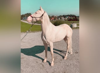 Quarter Pony, Wallach, 9 Jahre, 154 cm, White