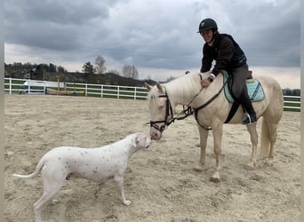 Quarter Pony, Wallach, 9 Jahre, 154 cm, White