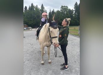 Quarter Pony, Wallach, 9 Jahre, 154 cm, White