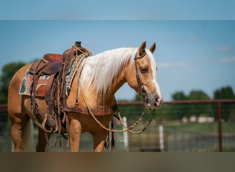 Quarter Pony, Wallach, 9 Jahre, Palomino