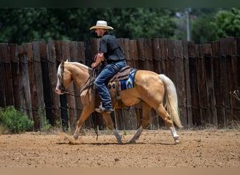 Quarter Pony, Wallach, 9 Jahre, Palomino