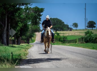 Quarter Pony, Wallach, 9 Jahre, Palomino