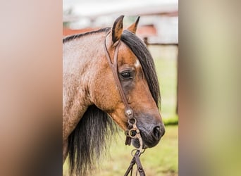 Quarter Pony, Wallach, 9 Jahre, Roan-Bay