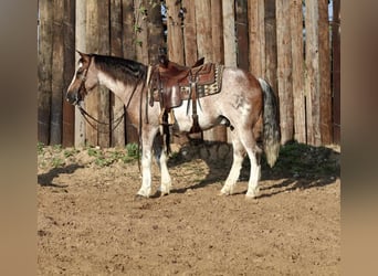 Quarter Pony, Wallach, 9 Jahre, Roan-Red