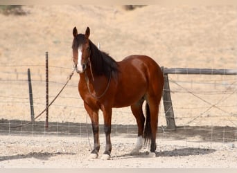 Quarter Pony, Wallach, 9 Jahre, Rotbrauner