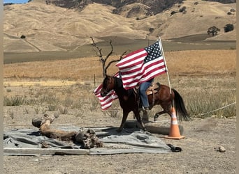 Quarter Pony, Wallach, 9 Jahre, Rotbrauner