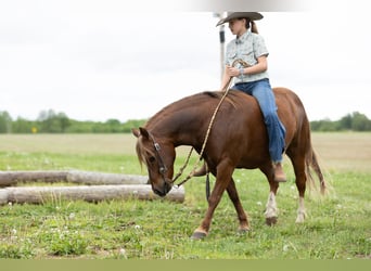 Quarter Pony, Wallach, 9 Jahre