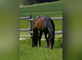 Quarterhäst, Hingst, 10 år, Mörkbrun