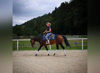 Quarterhäst, Hingst, 10 år, Mörkbrun