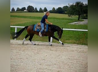 Quarterhäst, Hingst, 10 år, Mörkbrun