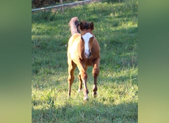 Quarterhäst, Hingst, 1 år, 148 cm, Brun