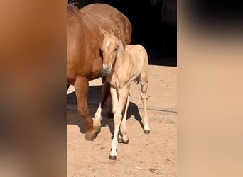 Quarterhäst, Hingst, 1 år, 150 cm, Fux med ål
