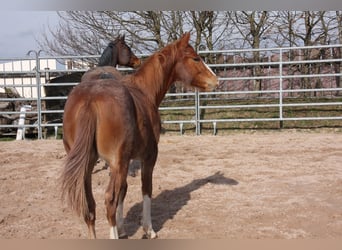 Quarterhäst, Hingst, 1 år, 150 cm, fux