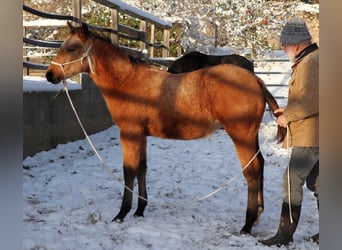 Quarterhäst, Hingst, 1 år, 150 cm, Gulbrun