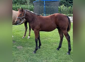 Quarterhäst, Hingst, 1 år, 150 cm, Mörkbrun