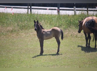 Quarterhäst, Hingst, 1 år, 150 cm, Svart