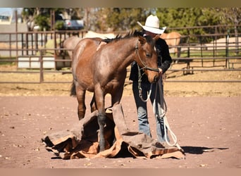 Quarterhäst, Hingst, 1 år, 152 cm, Brunskimmel
