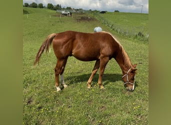 Quarterhäst, Hingst, 1 år, 153 cm, fux