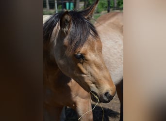 Quarterhäst, Hingst, 1 år, 153 cm, Gulbrun