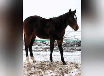 Quarterhäst, Hingst, 1 år, 153 cm, Mörkbrun