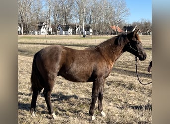 Quarterhäst, Hingst, 1 år, 155 cm