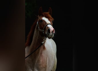 Quarterhäst, Hingst, 1 år, 155 cm, Rödskimmel