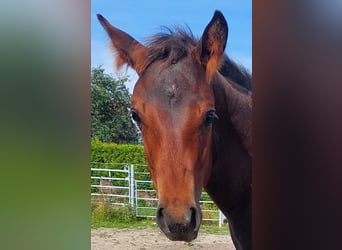 Quarterhäst, Hingst, 1 år, 156 cm, Mörkbrun