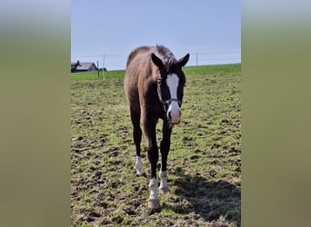 Quarterhäst, Hingst, 1 år, 157 cm, Svart