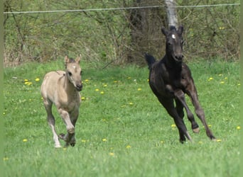 Quarterhäst, Hingst, 1 år, Black