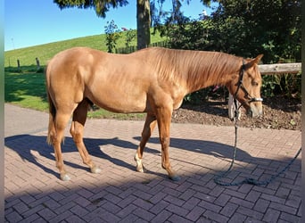 Quarterhäst, Hingst, 1 år, Fux med ål