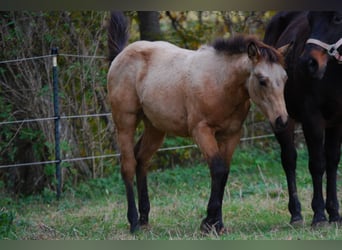 Quarterhäst, Hingst, 1 år, Gulbrun