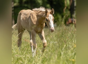 Quarterhäst, Hingst, 1 år, Palomino