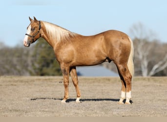 Quarterhäst, Hingst, 2 år, 145 cm, Palomino