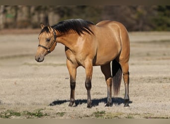 Quarterhäst, Hingst, 2 år, 147 cm, Gulbrun