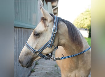 Quarterhäst, Hingst, 2 år, 147 cm, Gulbrun
