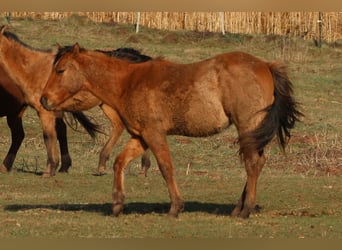 Quarterhäst, Hingst, 2 år, 150 cm, Black