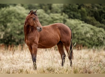 Quarterhäst, Hingst, 2 år, 150 cm, Brun