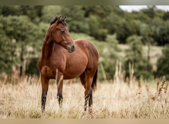 Quarterhäst, Hingst, 2 år, 150 cm, Brun