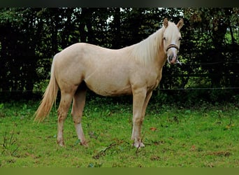 Quarterhäst, Hingst, 2 år, 150 cm, Palomino