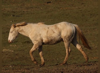 Quarterhäst, Hingst, 2 år, 150 cm, Perlino