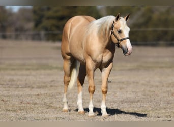 Quarterhäst, Hingst, 2 år, 152 cm, Palomino