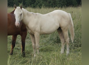 Quarterhäst, Hingst, 2 år, 155 cm, Palomino