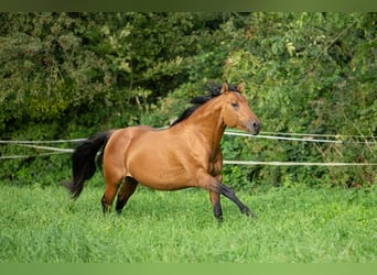 Quarterhäst, Hingst, 4 år, 148 cm, Isabellblack