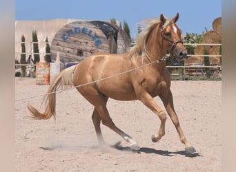 Quarterhäst, Hingst, 4 år, 156 cm, Palomino
